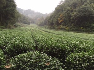 It finally stopped raining