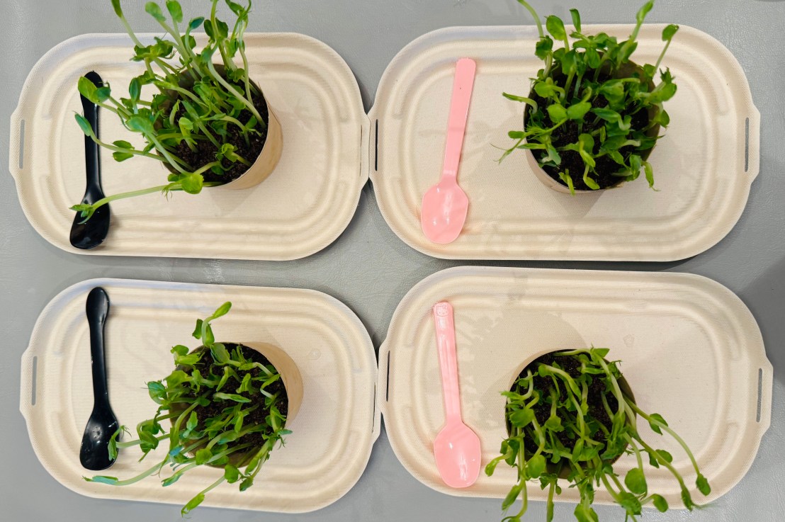 From the Menu:&nbsp;Sprouts